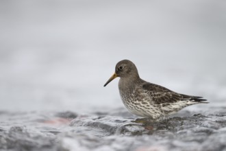 A common sandpiper (Calidris maritima) stands in shallow water surrounded by hectic wave foam,