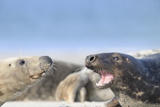 Two grey seals (Halichoerus grypus) are lying on the beach and interacting, the male seal has