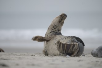 A grey seal (Halichoerus grypus) rests relaxed on the beach, with the background of the calm sea,