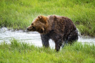 Brown bear (Ursus arctos) shaking water out of its fur after a bath in the river, spring, Alaska,