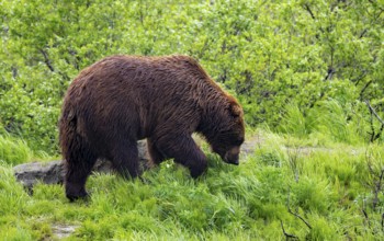 Brown bear (Ursus arctos) in the grass in spring, Alaska, USA