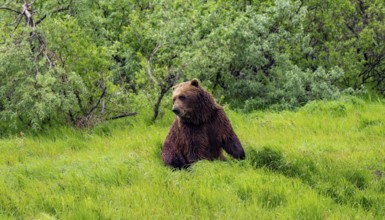 Brown bear (Ursus arctos) sitting in the grass in spring, Alaska, USA