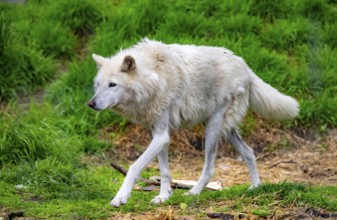 Arctic wolf (Canis lupus arctos), Alaska, USA