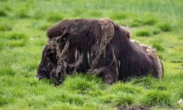 Musk ox (Ovibos moschatus), Alaska, USA