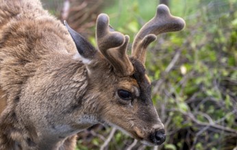 Sita deer (Odocoileus hemionus sitkensis), in spring, animal portrait, Alaska