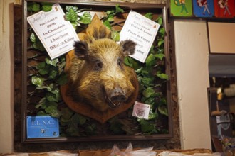 Boar head at the entrance to a delicatessen shop, Calvi, Balagne, Haute-Corse department, Corsica,