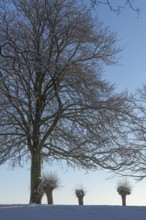 Large and small trees in winter snow in Holtenau, against the sky, tree trunk, branches, nature,
