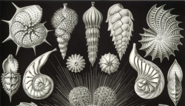 Foraminifera, protists, Rhizaria, calcifying protozoa, important for the formation of coral reefs,