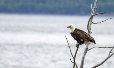 Bald eagle (Haliaeetus leucocephalus) perched on a branch, Turnagain Arm, Alaska, USA