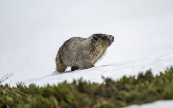 Hoary marmot (Marmota caligata) walking on snow in spring, Alaska, USA