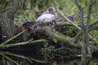 A greylag goose (Anser anser) sits in its nest surrounded by branches and lush greenery in a damp