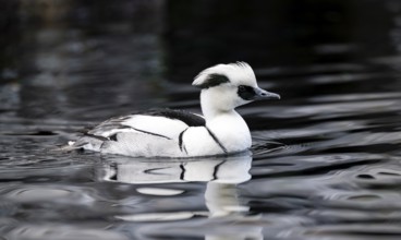 Red-breasted Merganser (Mergellus albellus), swimming in the water, Alaska, USA
