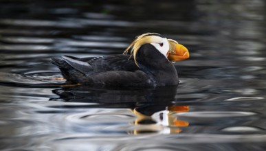Yellow-crested flounder (Fratercula cirrhata), swimming in the water, Alaska, USA