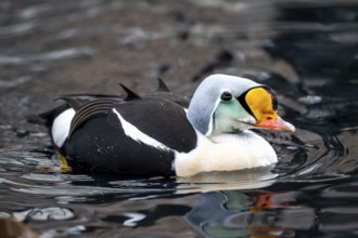 Common Eider (Somateria spectabilis), male swimming in the water, Alaska, USA
