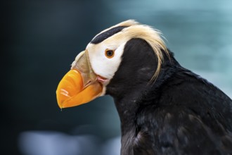 Yellow-crested Puffin (Fratercula cirrhata), animal portrait, Alaska, USA