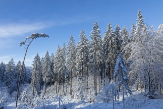 Snowy trees, conifers, forest, snow, winter, Sieversen, Samtgemeinde Rosengarten, Lower Saxony,