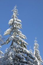 Snowy trees, conifers, forest, snow, winter, Sieversen, Samtgemeinde Rosengarten, Lower Saxony,
