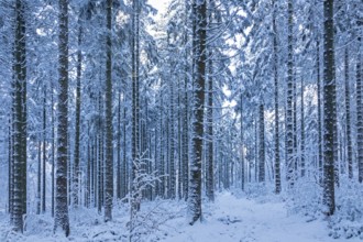 Snowy trees, tree trunks, forest, snow, winter, Sieversen, Samtgemeinde Rosengarten, Lower Saxony,