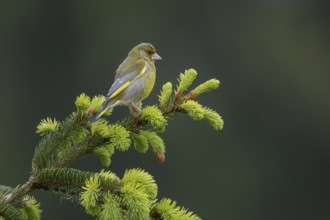 Sitting on an exposed branch, the male greenfinch (Chloris chloris) can keep a good watch over its