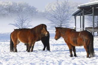 Icelandic horses (Equus islandicus) standing relaxed in winter on a meadow covered with snow,