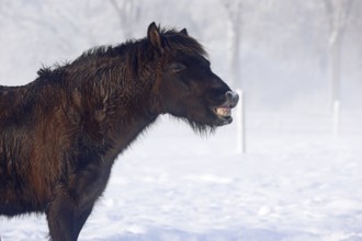 Flehmendes Icelandic horse (Equus islandicus) standing in winter in the fog on a meadow covered