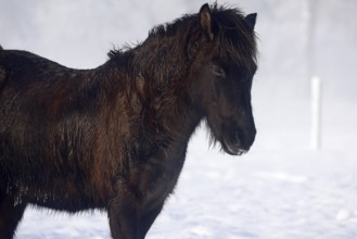 Icelandic horse (Equus islandicus), black, gelding standing on a meadow covered with snow in