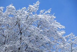 Snowy tree, snow, winter, Sieversen, Samtgemeinde Rosengarten, Lower Saxony, Germany