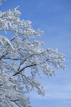 Snowy tree, snow, winter, Sieversen, Samtgemeinde Rosengarten, Lower Saxony, Germany
