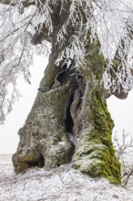 A distinctive linden tree with hoarfrost in the Swabian Jura. The Lindele natural monument in