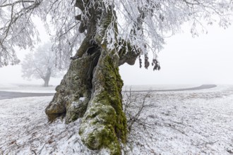 A distinctive linden tree with hoarfrost in the Swabian Jura. The Lindele natural monument in
