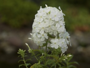 Plant, white phlox, flame flower, native garden, East Frisia, Germany