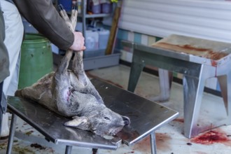 Driven hunting in Schönbuch. In autumn, hunters go hunting for wild boar and deer. After the hunt