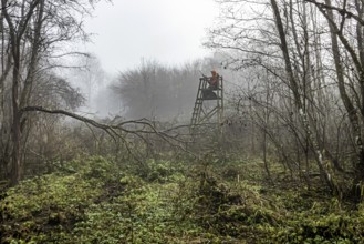 Driven hunting in Schönbuch. In autumn, hunters go hunting for wild boar and deer. Drivers in