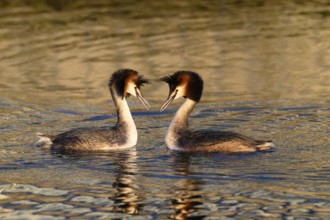 A mating pair of great crested grebes (Podiceps Scalloped ribbonfish) swimming close together in