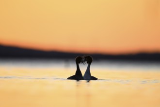 Two great crested grebes (Podiceps Scalloped ribbonfish) in the water at sunset, their silhouettes