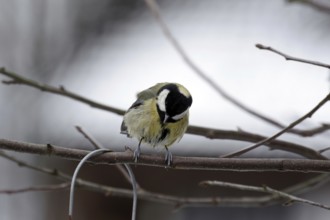 Great tit (Parus major), twig, winter, plumage, wet, Germany, With wet feathers the great tit sits
