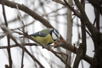 Blue tit (Cyanistes caeruleus), twigs, winter, bird feeding, hunger, Germany, The tit sits in a