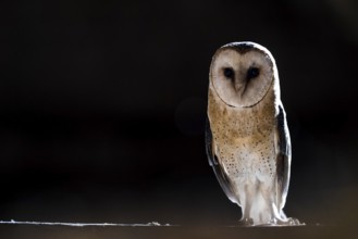 A barn owl (Tyto alba) stands in the darkness and looks with intense eyes, East Westphalia, North