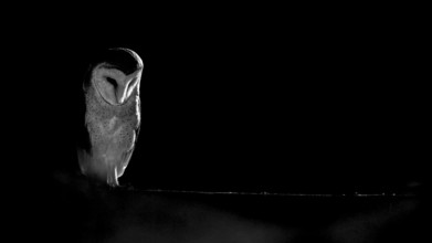 A barn owl (Tyto alba) In the shade, surrounded by darkness. Mystical atmosphere in black and