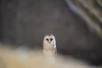 A barn owl (Tyto alba) In the shade, surrounded by darkness, East Westphalia, North