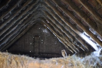 A barn owl (Tyto alba) sits quietly in the loft of an old barn surrounded by hay in a rustic,