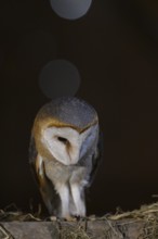 A barn owl (Tyto alba) sits in the dark, surrounded by soft light, East Westphalia, North