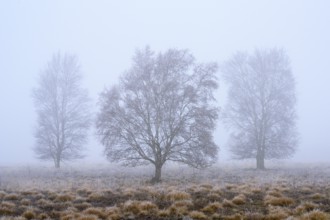 Birches in winter Rehdener Geestmoor in fog, Diepholzer Moorniederung, Rehden, Lower Saxony,