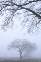 Autumnal and melancholy tree silhouette in fog, Aschen, Lower Saxony, Germany