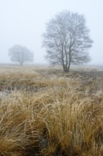 Birches in winter Rehdener Geestmoor in fog, Diepholzer Moorniederung, Rehden, Lower Saxony,