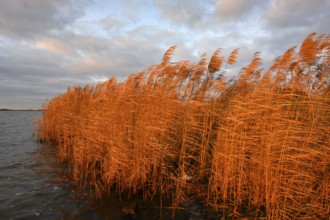 Reeds in morning light Dümmer See, Lower Saxony, Lembruch, Lower Saxony, Germany