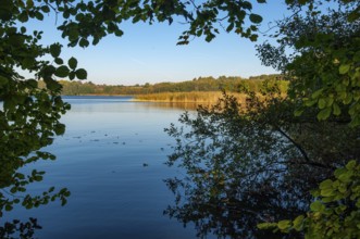Shore of Schaalsee, Zarrentin, Mecklenburg-Western Pomerania, Germany
