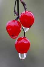 Water droplets on the fruit of the Guelder rose (Viburnum opulus Oldenburger Münsterland, Vechta,