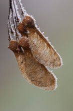 Maple seeds in hoarfrost, Vechta, Lower Saxony, Germany