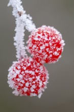 Hoarfrost on the fruit of the Guelder rose (Viburnum opulus), Oldenburger Münsterland, Vechta,